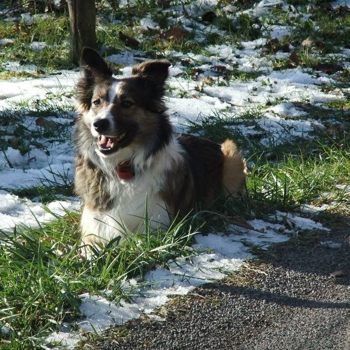 Chien joyeux dans un jardin enneigé