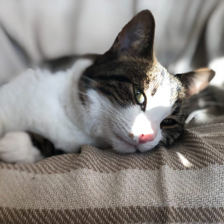 Un chat tigré se repose sur un coussin, baigné de lumière.